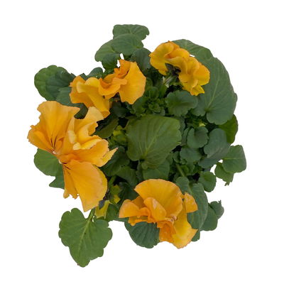 Stiefmütterchen Cats®, orange, Topf-Ø 13 cm, 6 Pflanzen