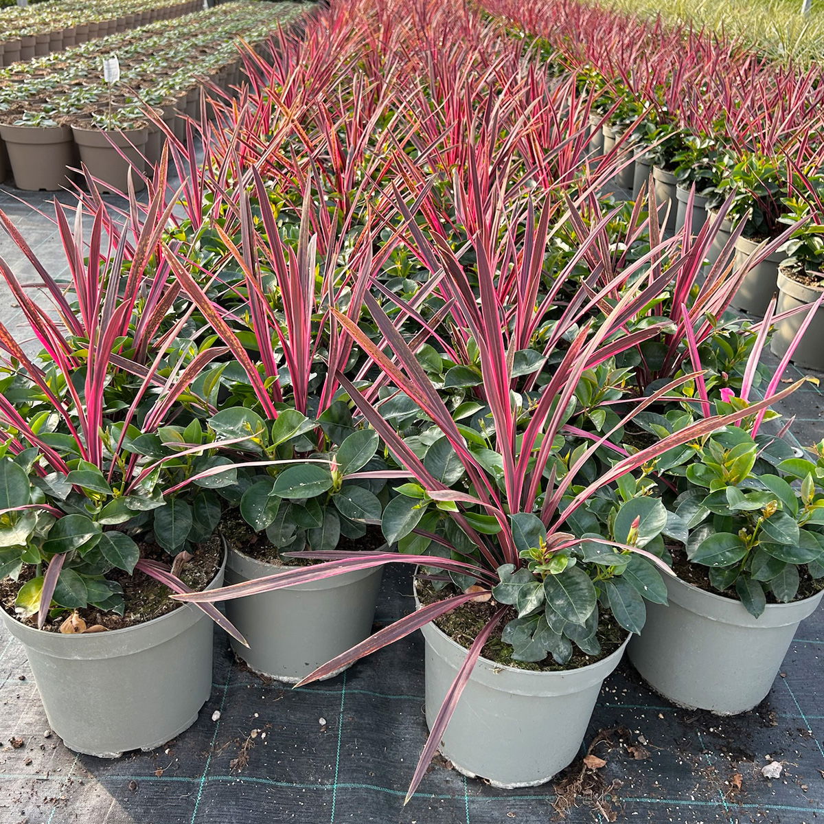 Mixtopf Dipladenia mit Keulenlilie, Farbe zufällig, Topf-Ø 26 cm
