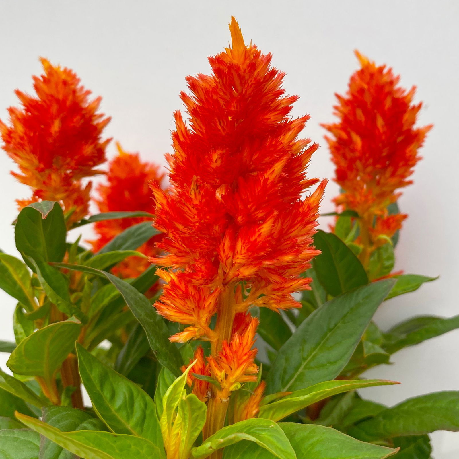 Celosia 'Kelos Fire Orange' orange, Topf-Ø 17 cm, 2er-Set