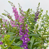 Angelonia 'Trio' rosa-weiß-lila/blau, Topf-Ø 15 cm, 3er-Set