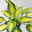 Bio Funkien 'Touch of Class®' hellviolett, Topf 11x11 cm, 3 Pflanzen