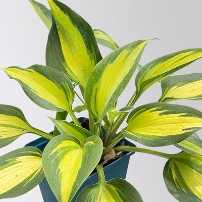 Bio Funkien 'Touch of Class®' hellviolett, Topf 11x11 cm, 3 Pflanzen