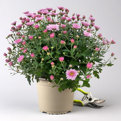 Chrysanthemen, rosa, Topf-Ø 19 cm, 3 Pflanzen Chrysanthemen, rosa, Topf-Ø 19 cm, 3 Pflanzen