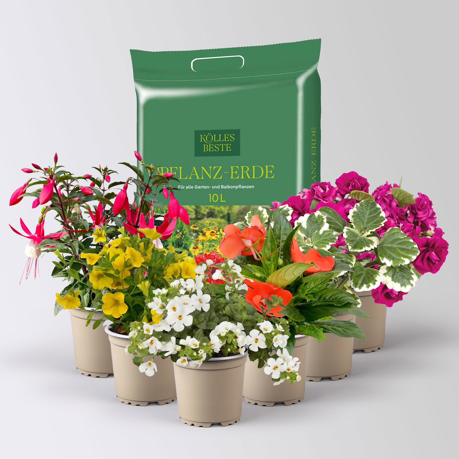 Pflanzenkreation Schatten-Leuchten, bunt, 6 Pflanzen inkl. Erde