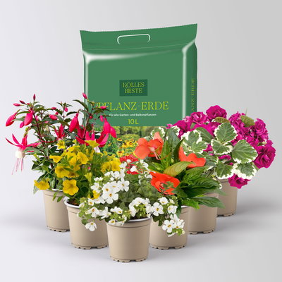 Pflanzenkreation Schatten-Leuchten, bunt, 6 Pflanzen inkl. Erde