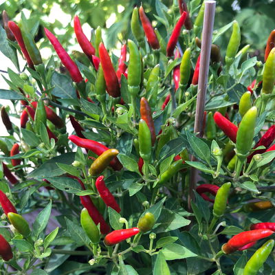 Blu Bio Chili 'Thai Chili F1', Topf-Ø 12 cm, 3er Set