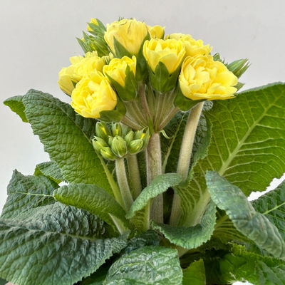 Primel 'Pollyanna Fresh Lemon', gelb, Topf-Ø 13 cm, 6 Pflanzen