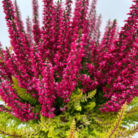 Calluna 'Colour Crown', zweifarbig, Topf-Ø 13 cm, 3 Pflanzen Calluna 'Colour Crown', zweifarbig, Topf-Ø 13 cm, 3 Pflanzen