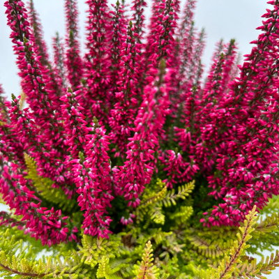 Calluna 'Colour Crown', zweifarbig, Topf-Ø 13 cm, 3 Pflanzen Calluna 'Colour Crown', zweifarbig, Topf-Ø 13 cm, 3 Pflanzen