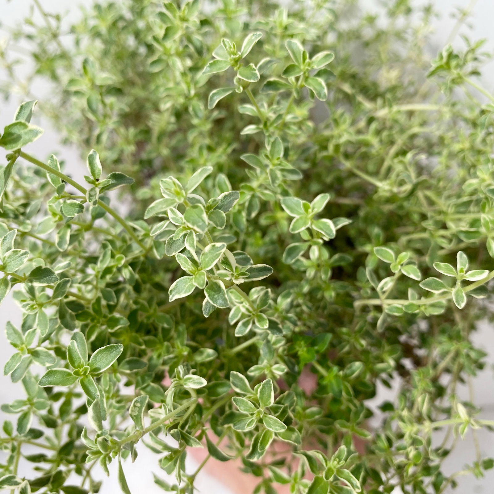 Bio Silberrand-Thymian, Topf-Ø 12cm