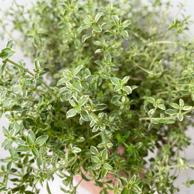 Bio Silberrand-Thymian, Topf-Ø 12cm Bio Silberrand-Thymian, Topf-Ø 12cm