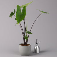 Alocasia zebrina 'Black Stem', Topf-Ø 14 cm, Höhe ca. 45 cm