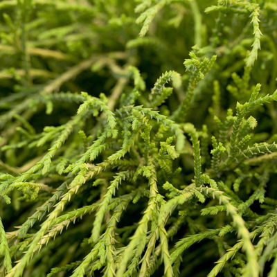 Grüne Zwerg-Fadenzypresse, 10er-Set, Höhe 15-20 cm, Topf 2 Liter Grüne Zwerg-Fadenzypresse, 10er-Set, Höhe 15-20 cm, Topf 2 Liter