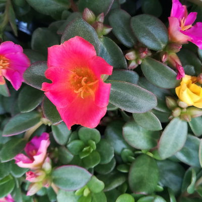 Portulakröschen 'Trio', dreifarbig, Topf-Ø 14 cm, 4 Pflanzen Portulakröschen 'Trio', dreifarbig, Topf-Ø 14 cm, 4 Pflanzen