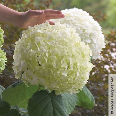 Schneeballhortensie 'Strong Annabelle'®, weiß, 3er-Set, Höhe 40-60 cm, Topf 5 l