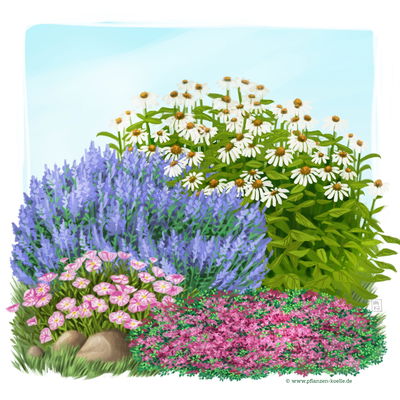Stauden-Set, 12 Pflanzen für 2 m², weiß-rosa-blau