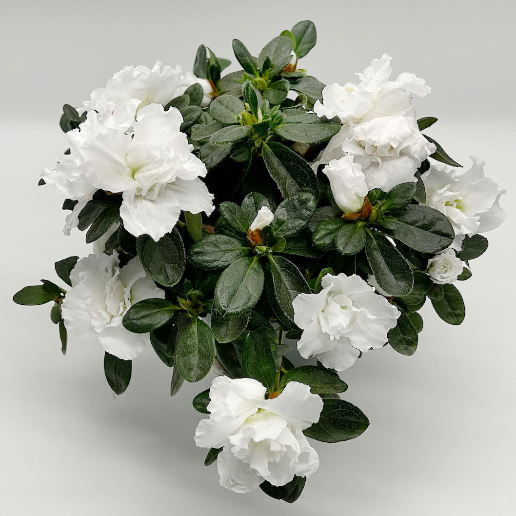 Azalee 'Vogel' Mix, gefüllt, Topf-Ø 11 cm, Höhe ca. 20 cm, 8 Pflanzen Azalee 'Vogel' Mix, gefüllt, Topf-Ø 11 cm, Höhe ca. 20 cm, 8 Pflanzen