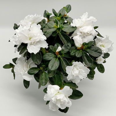 Azalee 'Vogel' Mix, gefüllt, Topf-Ø 11 cm, Höhe ca. 20 cm, 8 Pflanzen Azalee 'Vogel' Mix, gefüllt, Topf-Ø 11 cm, Höhe ca. 20 cm, 8 Pflanzen