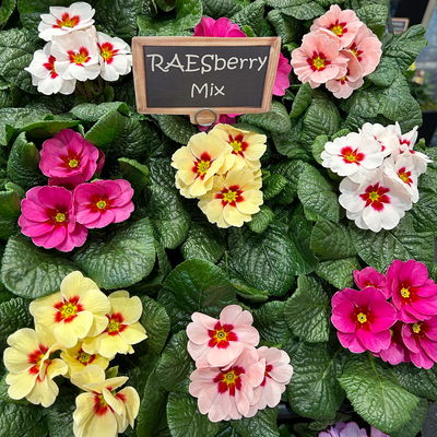 Primel 'Raesberry', Farben zufällig, mit rotem Auge Topf-Ø 11 cm, 8 Pflanzen Primel 'Raesberry', Farben zufällig, mit rotem Auge Topf-Ø 11 cm, 8 Pflanzen