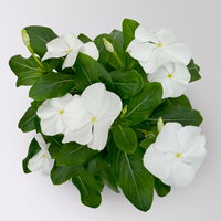 Catharanthus, Farben zufällig, Topf-Ø 13 cm, 6 Pflanzen