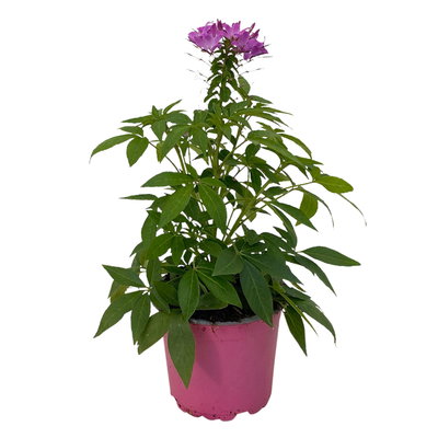 Spinnenblume, rosa-lila, Topf-Ø 13 cm, 6er-Set