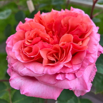 Stammrose 'Käthchen von Heilbronn'®, Edelrose, Stammhöhe 60cm, Topf 7,5 Liter Stammrose 'Käthchen von Heilbronn'®, Edelrose, Stammhöhe 60cm, Topf 7,5 Liter