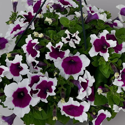 Petunie 'Cascadias™ Rim Cherry', magenta-weiß, hängend, Ampeltopf-Ø 27 cm