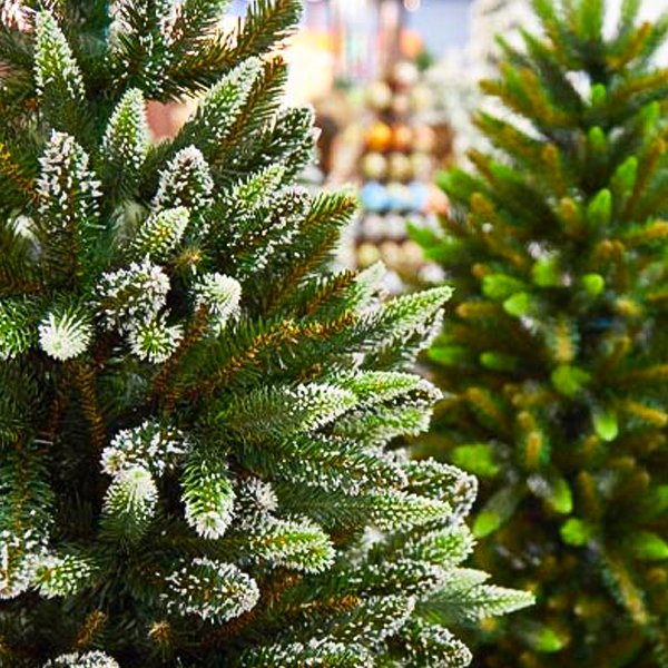 Weihnachtsbäume online kaufen bei Pflanzen-Kölle