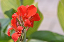 Indisches Blumenrohr Indisches Blumenrohr