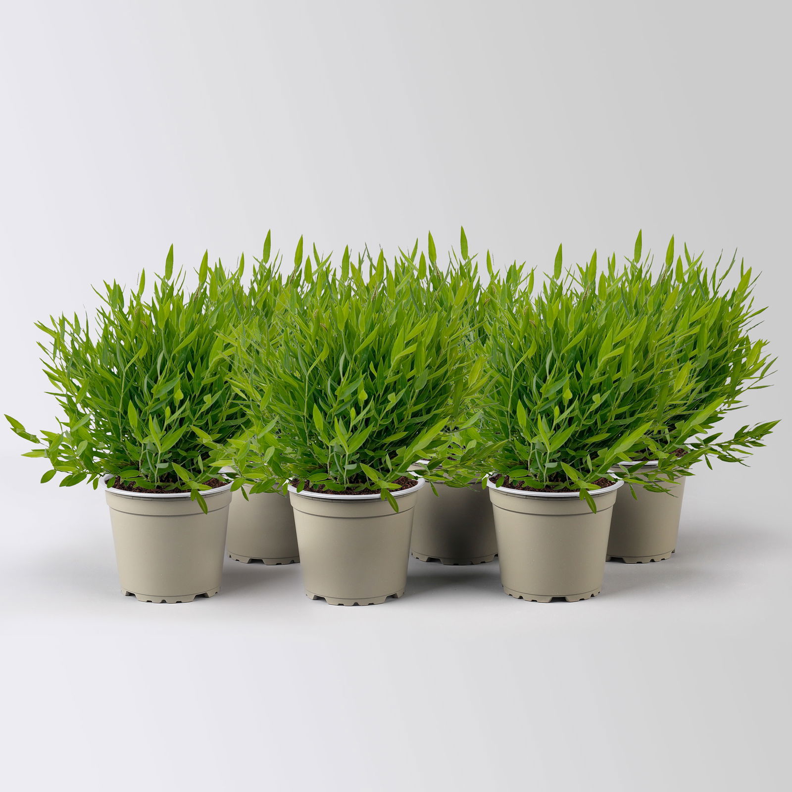 Zimmerbambus, Topf-Ø 12cm, 6 Pflanzen Zimmerbambus, Topf-Ø 12cm, 6 Pflanzen