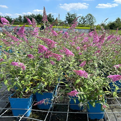 Sommerflieder, Buddleja davidii 'Pink Delight', rosa, Topf 5 lt.