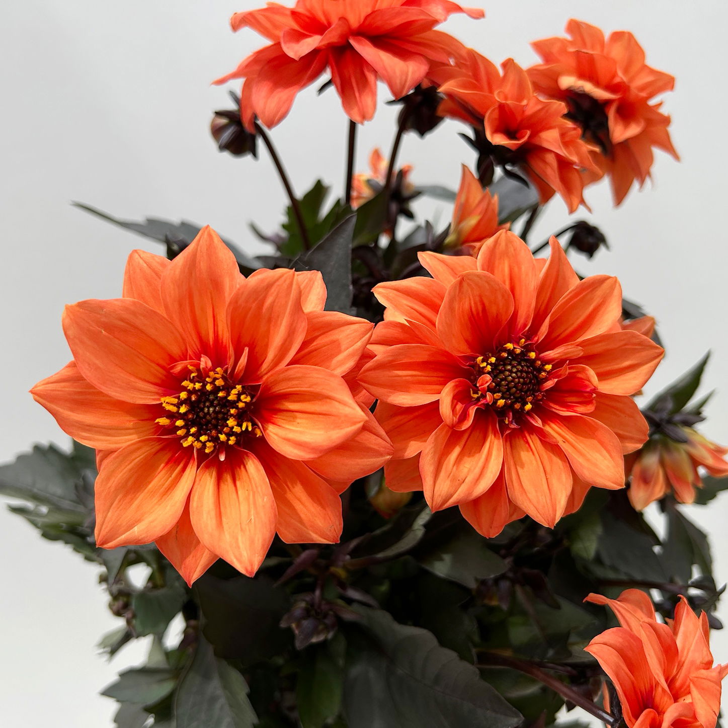 Dahlie, orange, dunkellaubig, Topf-Ø 19 cm, 2 Pflanzen