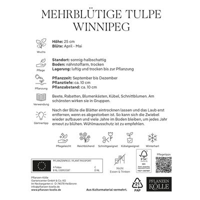 mehrblütige Tulpen 'Winnipeg', rot, gelb, Größe 11/12, 7 Blumenzwiebeln