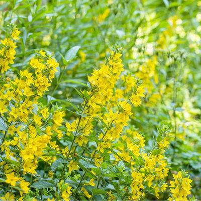 Bio Goldfelberich, gelb, Topf 11x11 cm, 3 Pflanzen