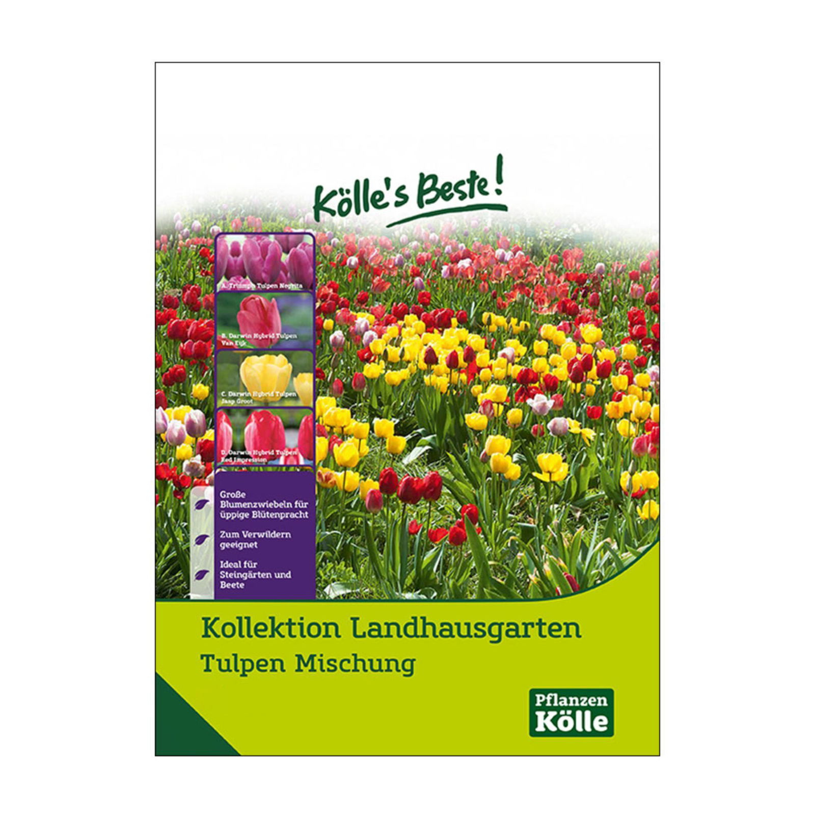 Tulpen-Kollektion Landhausgarten, 50 Blumenzwiebeln