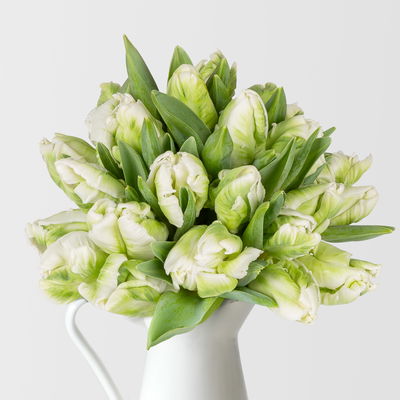 20 weiß/grüne Tulpen 'Super Parrot'