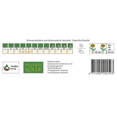 Kölles Beste Darwin-Tulpe 'Darwidesign®', rot, 7 Blumenzwiebeln Kölles Beste Darwin-Tulpe 'Darwidesign®', rot, 7 Blumenzwiebeln