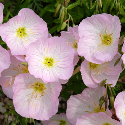 Stauden-Set, 12 Pflanzen für 2 m², weiß-rosa-blau