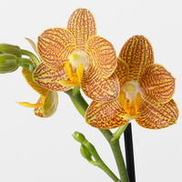 Schmetterlingsorchidee gelb-orange, 2 Rispen, Topf-Ø 12 cm, Höhe ca. 40 cm