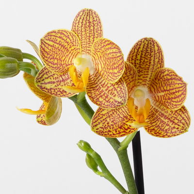 Schmetterlingsorchidee gelb-orange, 2 Rispen, Topf-Ø 12 cm, Höhe ca. 40 cm Schmetterlingsorchidee gelb-orange, 2 Rispen, Topf-Ø 12 cm, Höhe ca. 40 cm