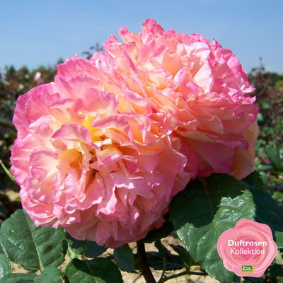 Edelrose 'Augusta Luise®', rose - aprikot, Topf 5 Liter, 4er Set Edelrose 'Augusta Luise®', rose - aprikot, Topf 5 Liter, 4er Set