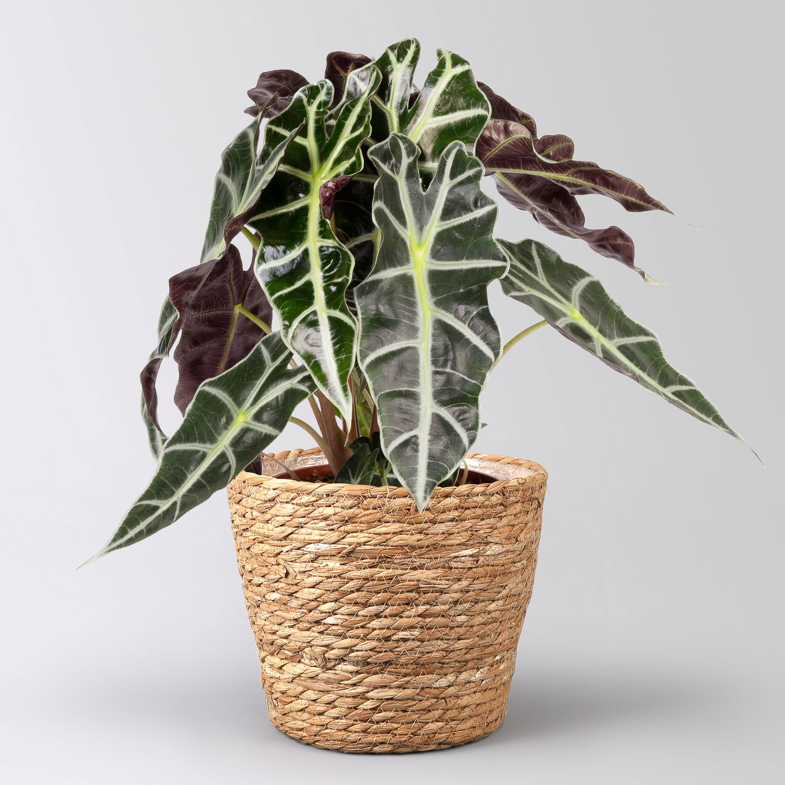 Alocasia 'Polly', in Korb Osaka, Topf-Ø 17 cm, Höhe ca. 45 cm
