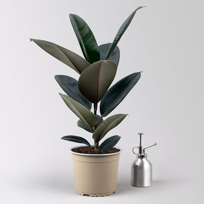 Gummibaum 'Abidjan' in Keramiktopf Dallas weiß, Topf-Ø 17 cm, Höhe ca. 55 cm Gummibaum 'Abidjan' in Keramiktopf Dallas weiß, Topf-Ø 17 cm, Höhe ca. 55 cm