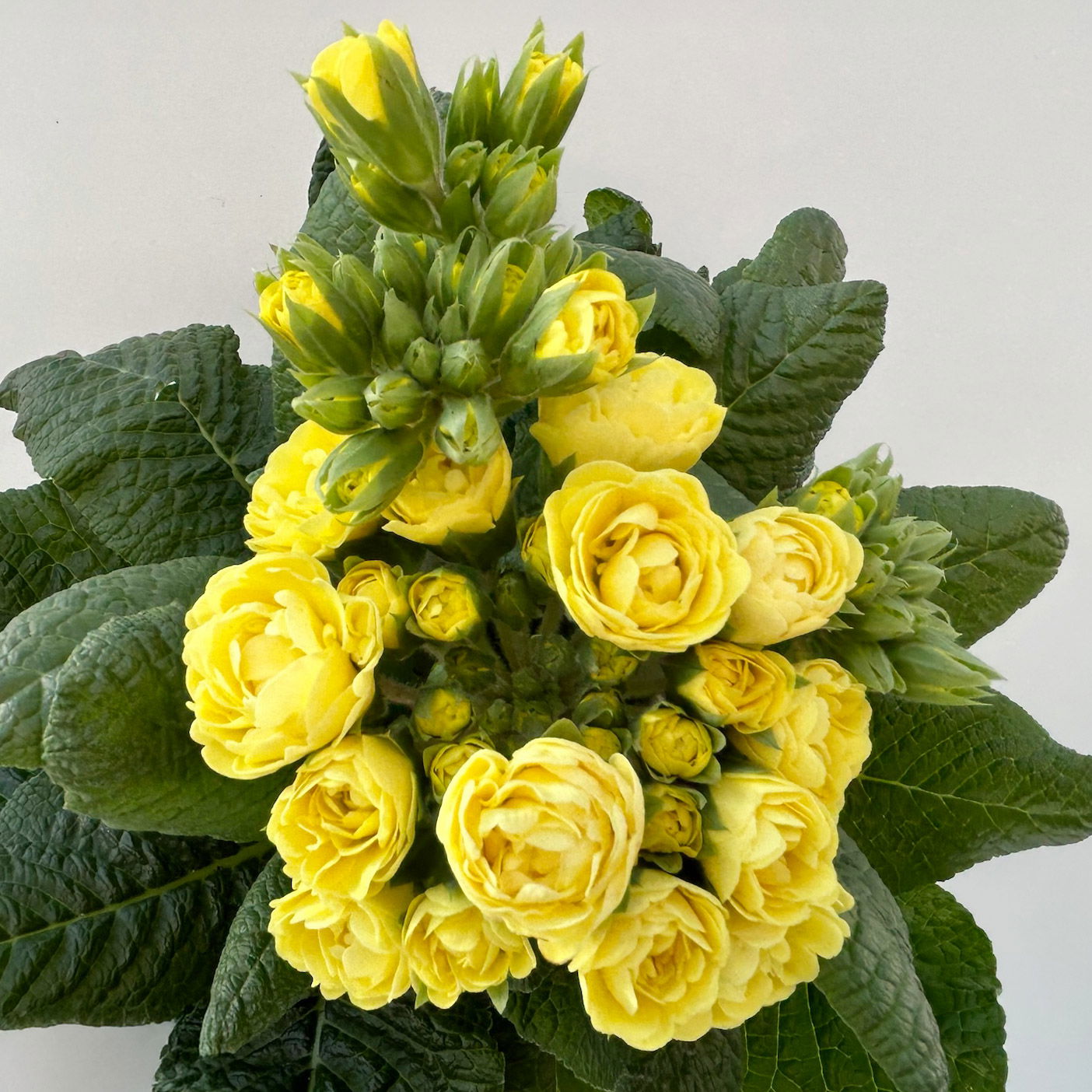 Pflanzenkreation Primelliebe, 9 Pflanzen inkl. Erde & Dünger