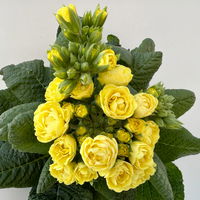 Pflanzenkreation Primelliebe, 9 Pflanzen inkl. Erde & Dünger