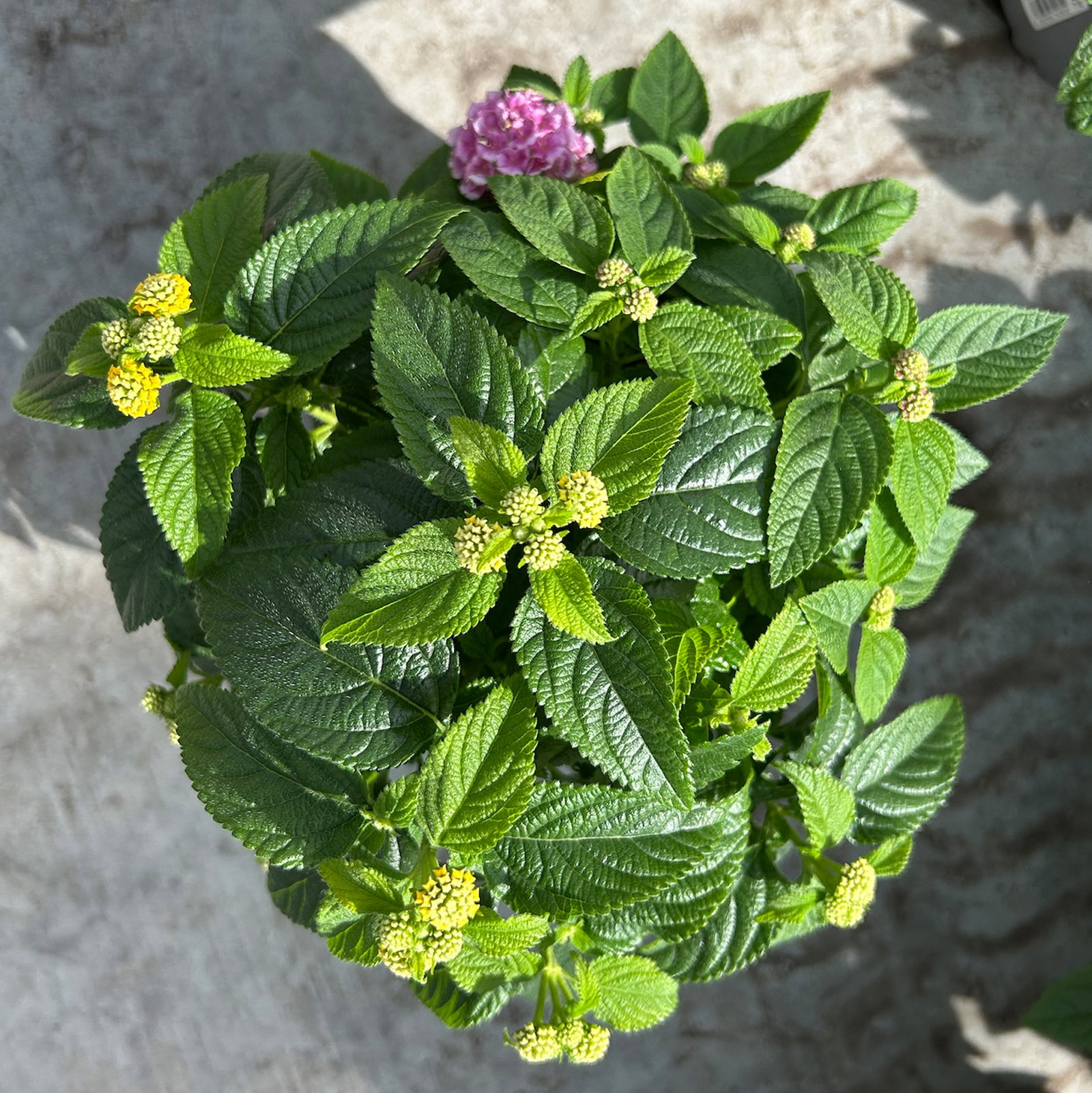 Wandelröschen, mehrfarbig, Farben zufällig, Topf-Ø 12 cm, 6 Pflanzen