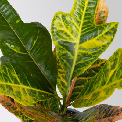 Kroton 'Excellent' inkl. Keramiktopf Dallas weiß, Topf-Ø 12 cm, 3 Stück Kroton 'Excellent' inkl. Keramiktopf Dallas weiß, Topf-Ø 12 cm, 3 Stück