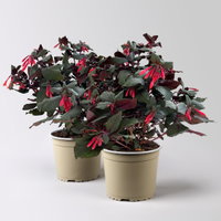 Fuchsie 'Koralle', orangerot, Topf-Ø 17 cm, 2 Pflanzen Fuchsie 'Koralle', orangerot, Topf-Ø 17 cm, 2 Pflanzen