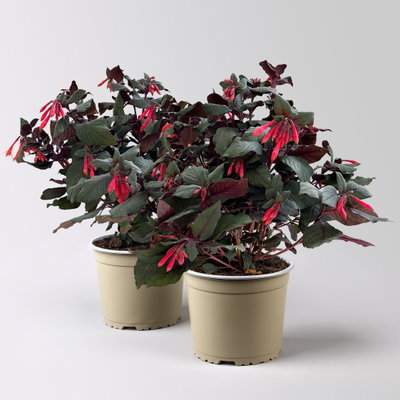 Fuchsie 'Koralle', orangerot, Topf-Ø 17 cm, 2 Pflanzen Fuchsie 'Koralle', orangerot, Topf-Ø 17 cm, 2 Pflanzen