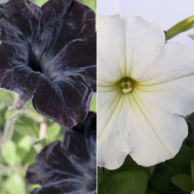 Hänge-Petunie 'Duo' zweifarbig, Topf-Ø 14 cm, 4er-Set